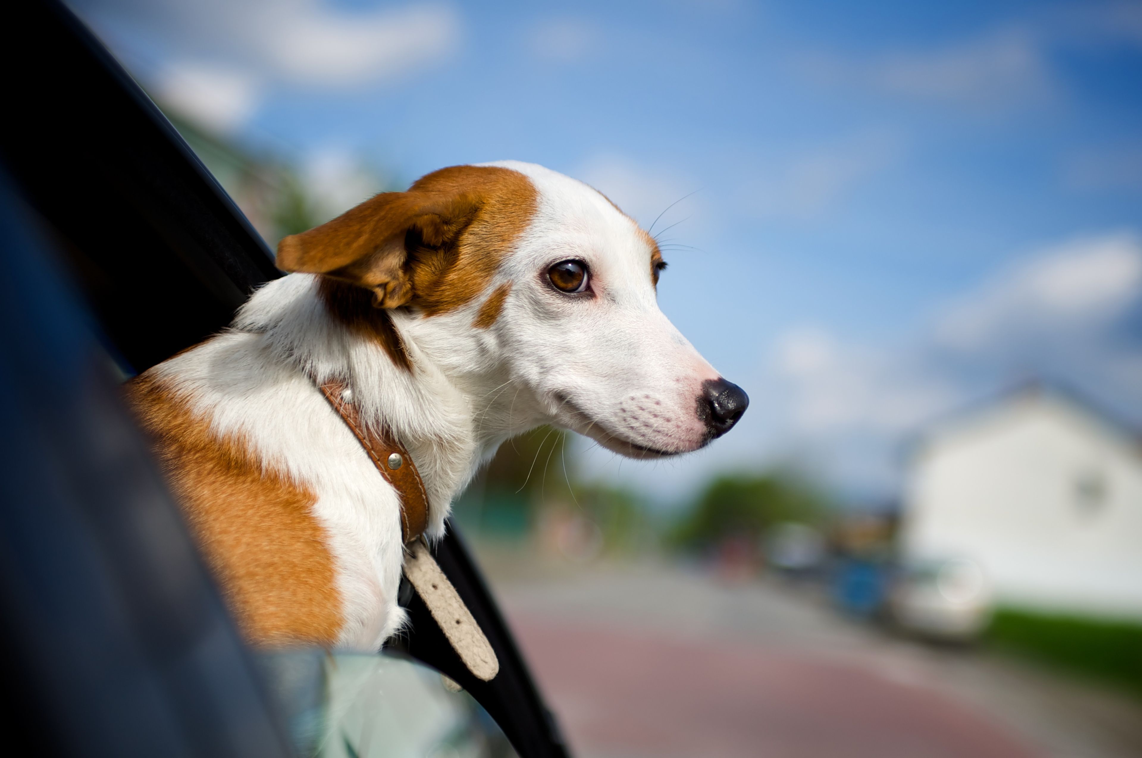 The Benefits of Dog Obedience Training in Chicago