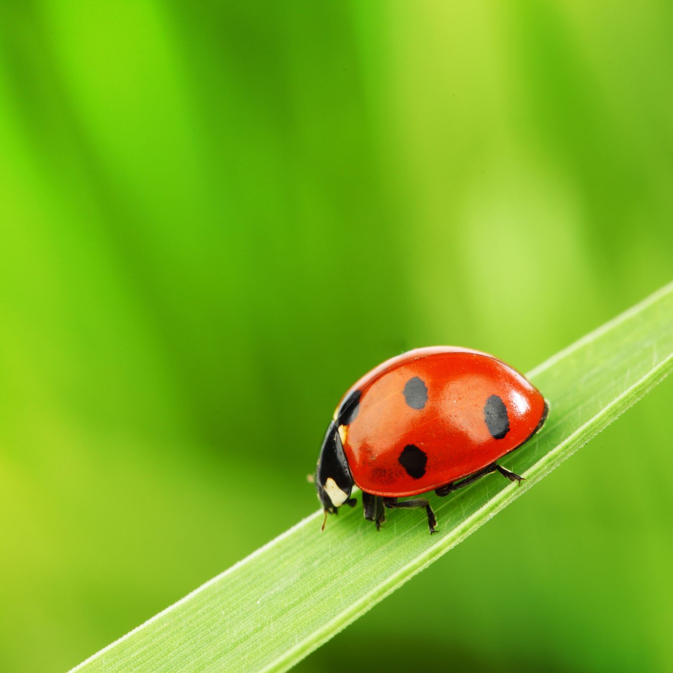 Advantages and Disadvantages of Organic Pest Control