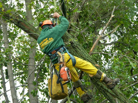 Reasons to Have Professional Tree Removal in Boston