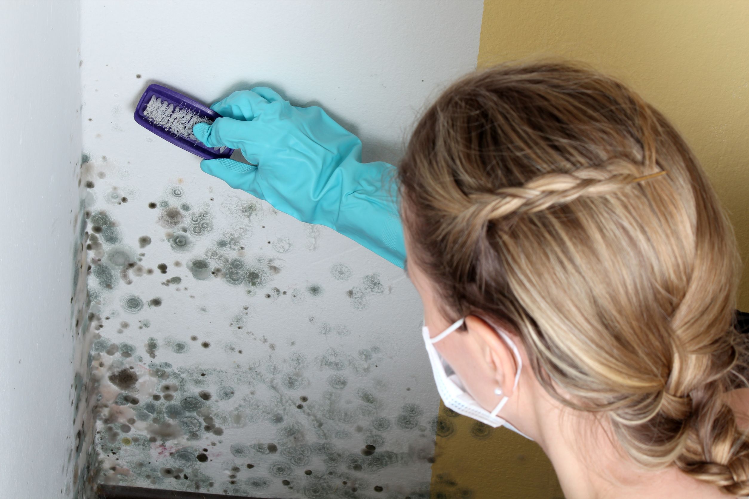 Proper Protocol For Mold Damage Mitigation