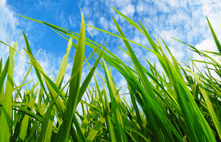 Weed Control In Spokane For Property Owners