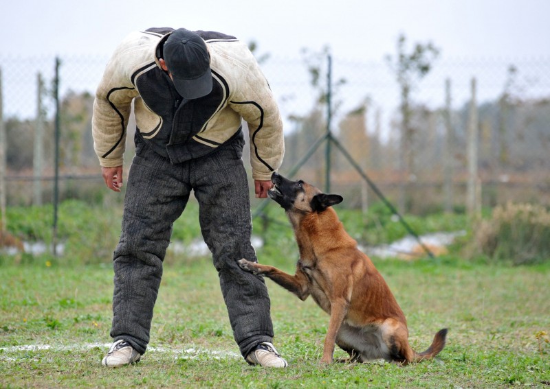 Preparing Canines for Dog Obedience Training in Chicago