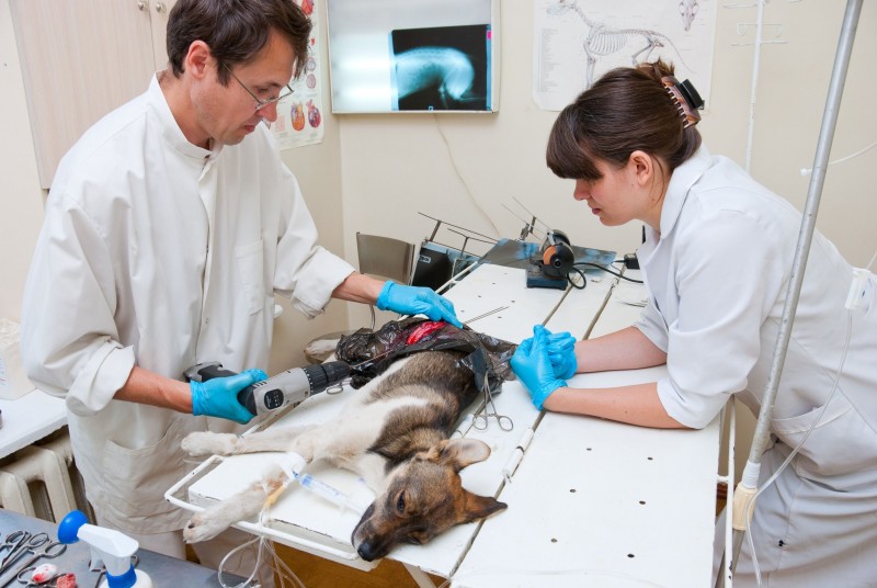 Dog Care in Alexandria VA and the Benefits of Laser Therapy for Pain in Chronic Health Problems