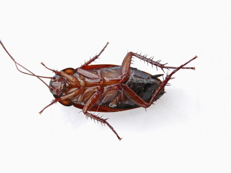 Pest Control San Diego – Curbing the infestation in the city of San Diego