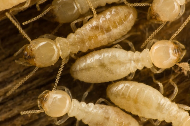 How To Recognize Signs Of Termite Infestation