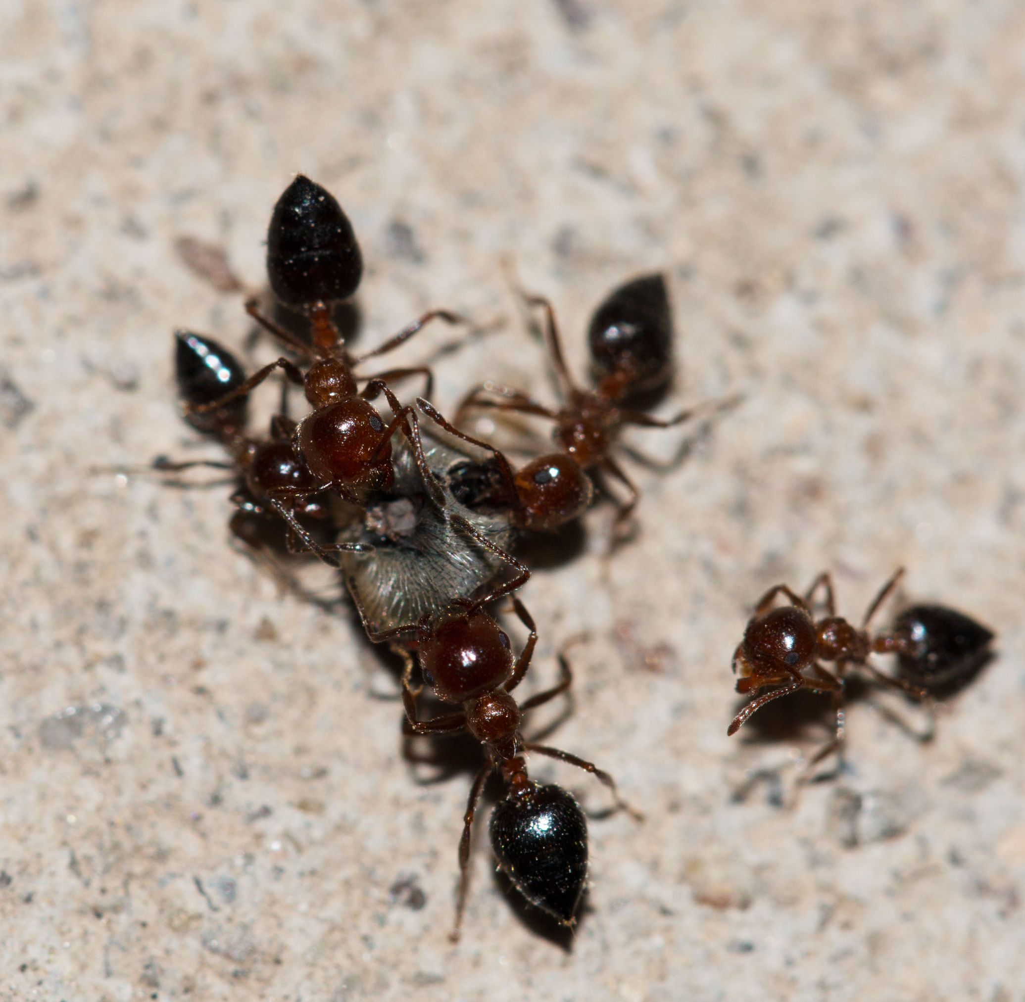 The Good, the Bad, and the Ugly of 2016’s Carpenter Ants in Jackson NJ