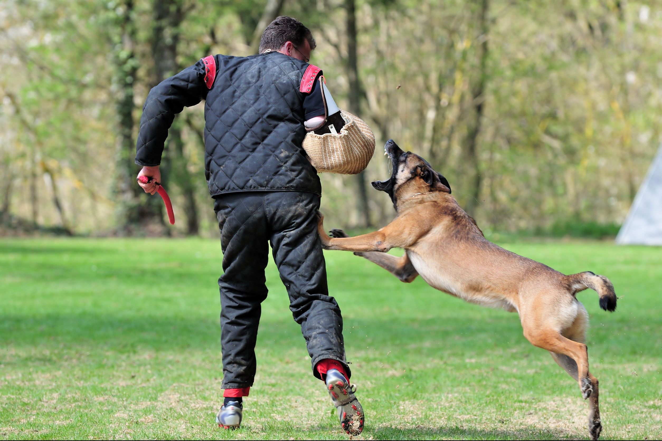 When to Seek the Help of an Experienced Dog Trainer in Chicago