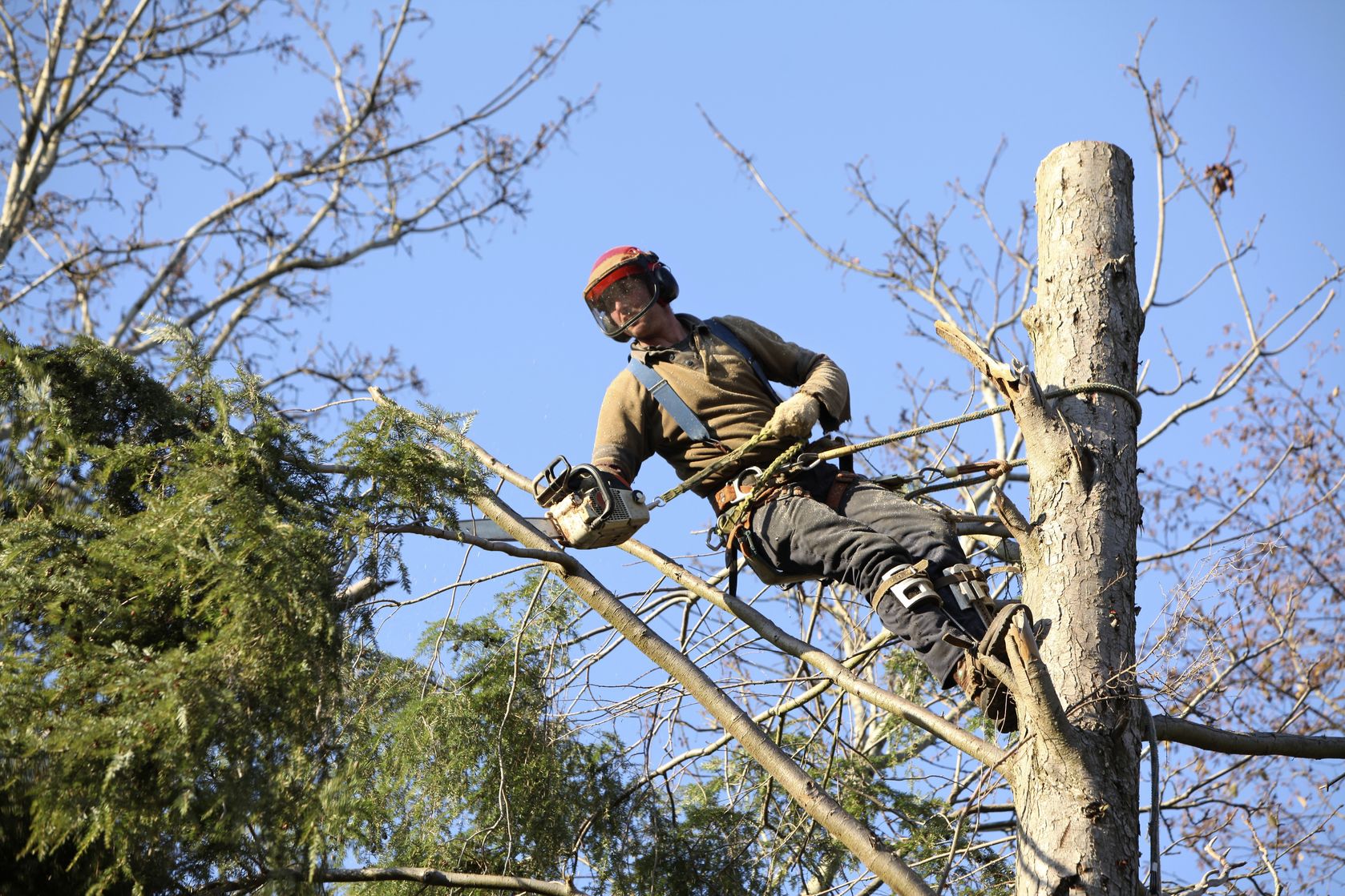 Hiring A Tree Service in Arlington To Move A Sapling