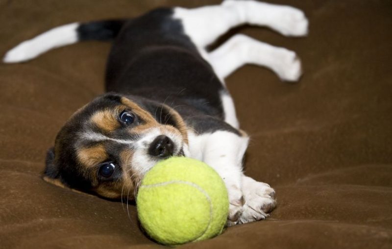 Professional Dog Boarding in Chicago is Available Today