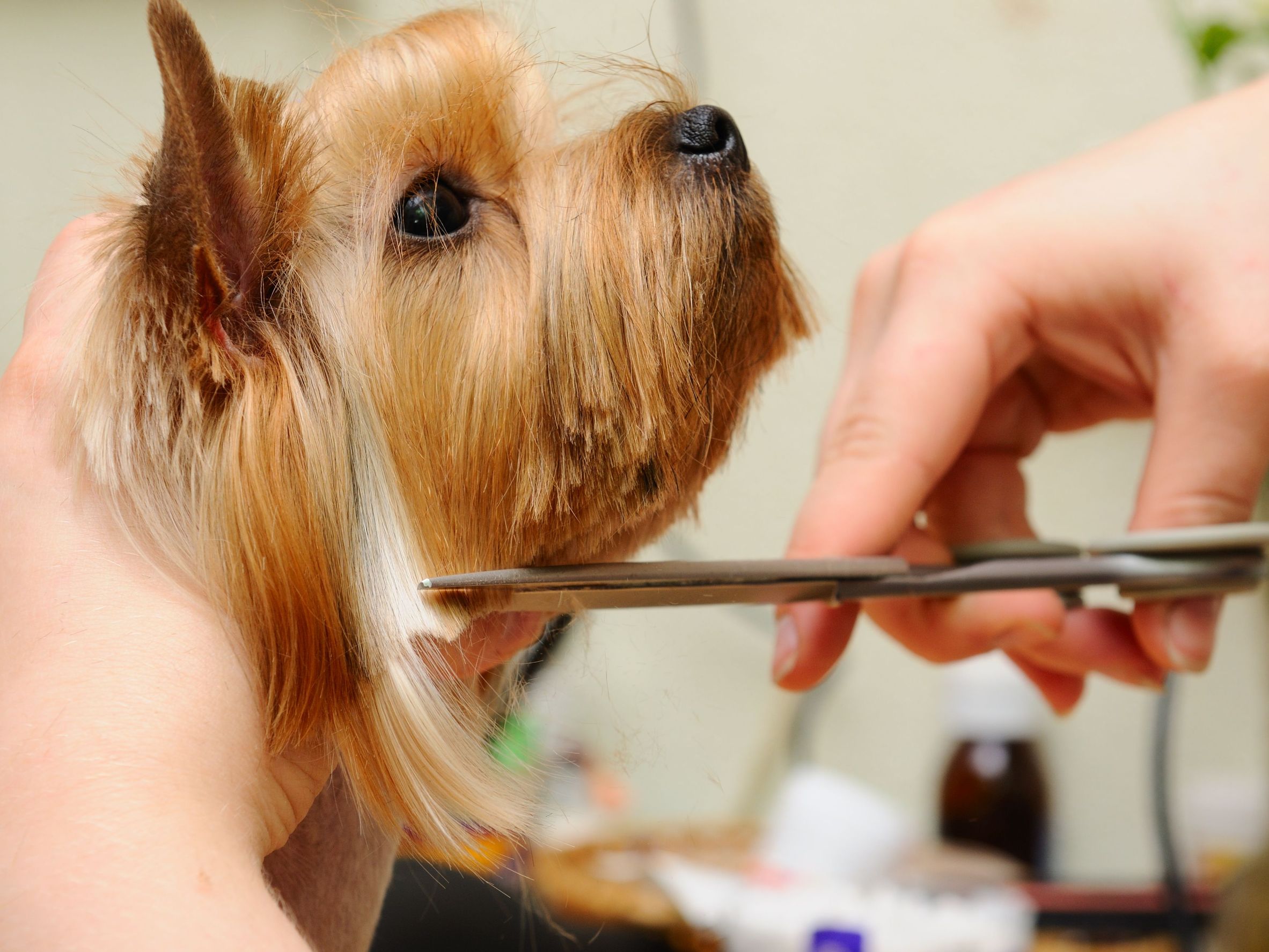 Responsible Pet Owners Use Pet Grooming Services in Alexandria VA