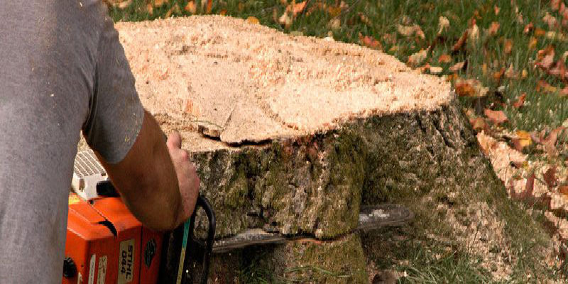 4 Benefits of Using a Tree Stump Grinder in Peachtree City, GA