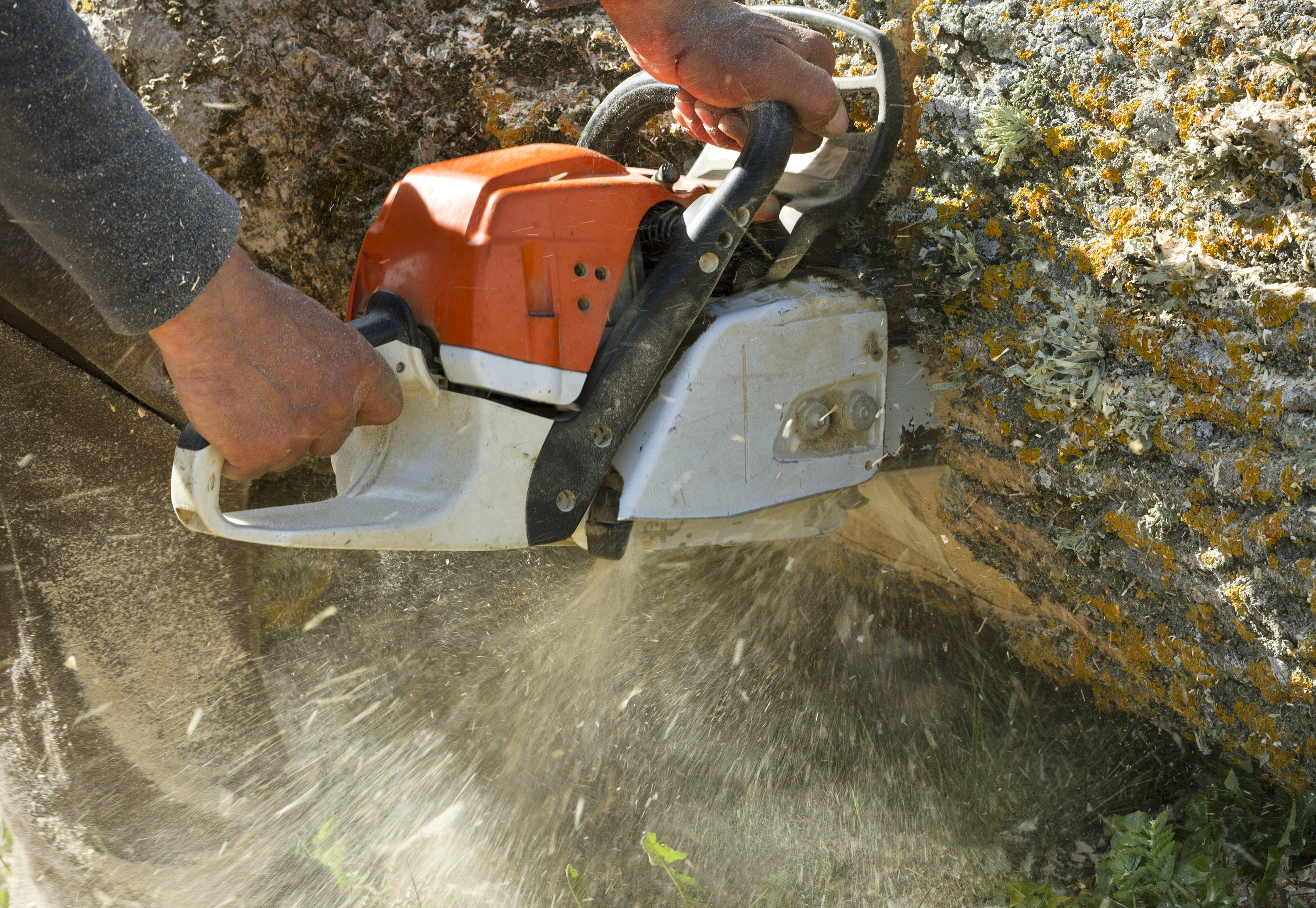 Helpful Tips for Stump Grinding in Hamilton Township