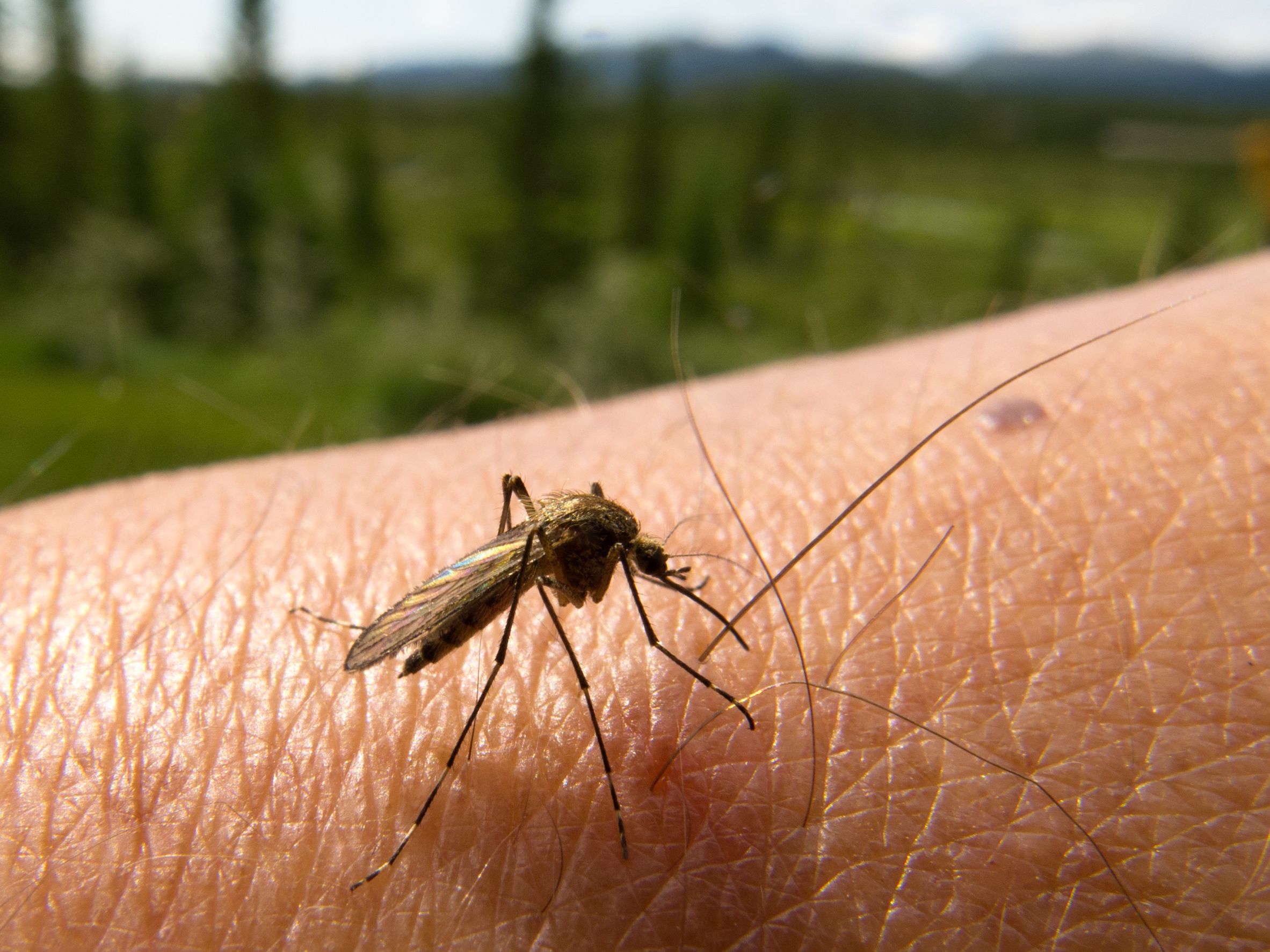 Enjoy More Comfortable Outdoor Time With Mosquito Control