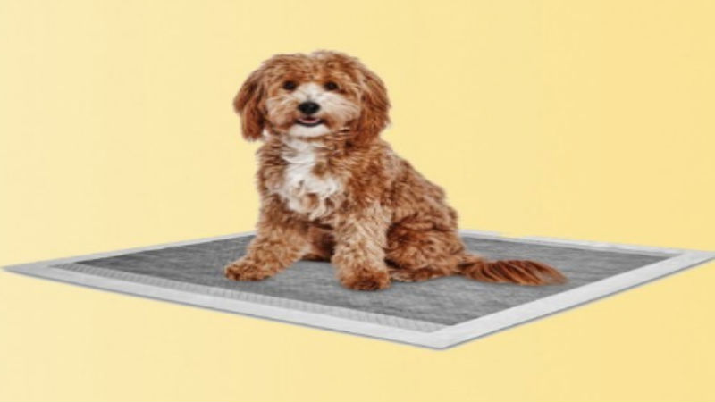 The Benefits of Using Puppy Toilet Pads