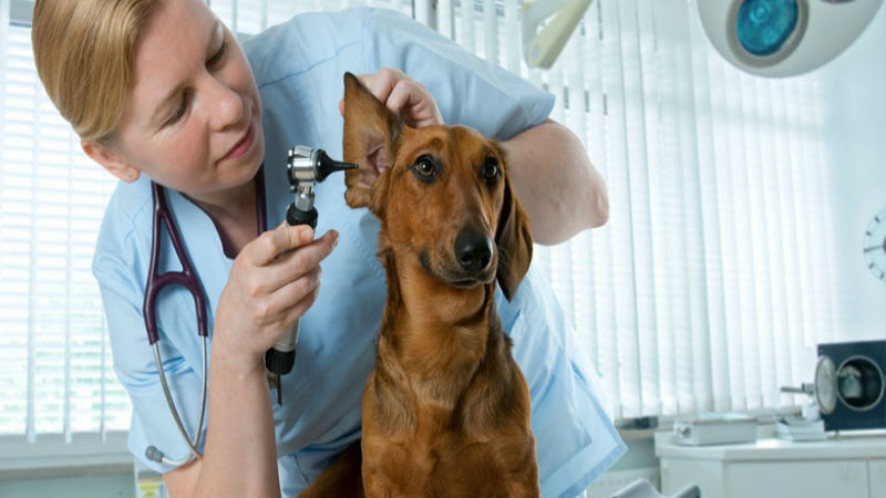 Ways Using a Mobile PET Scanning System Can Benefit Your Practice