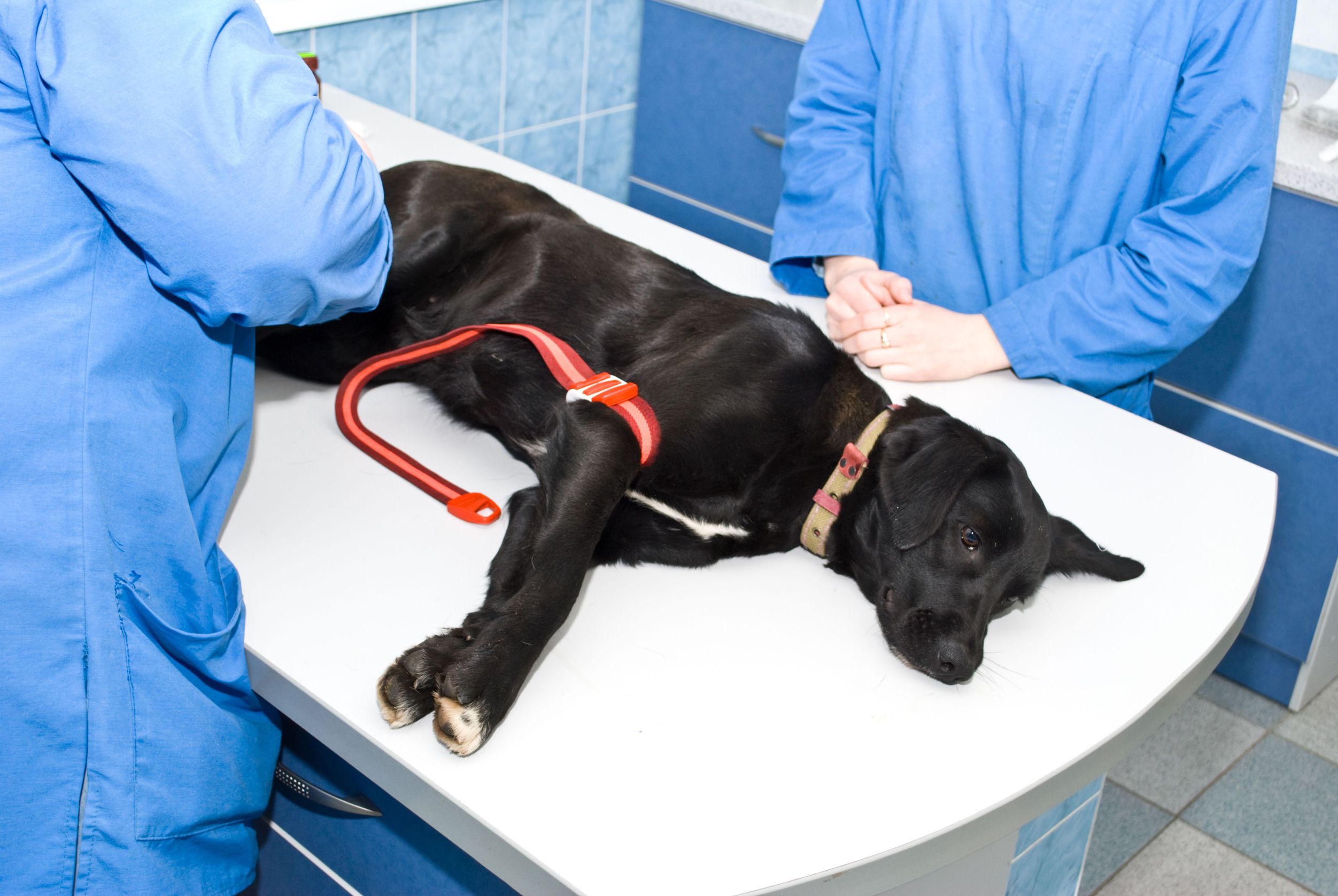 Get Your Pet Emergency Assistance from the Best Pet Hospitals in Richmond, TX