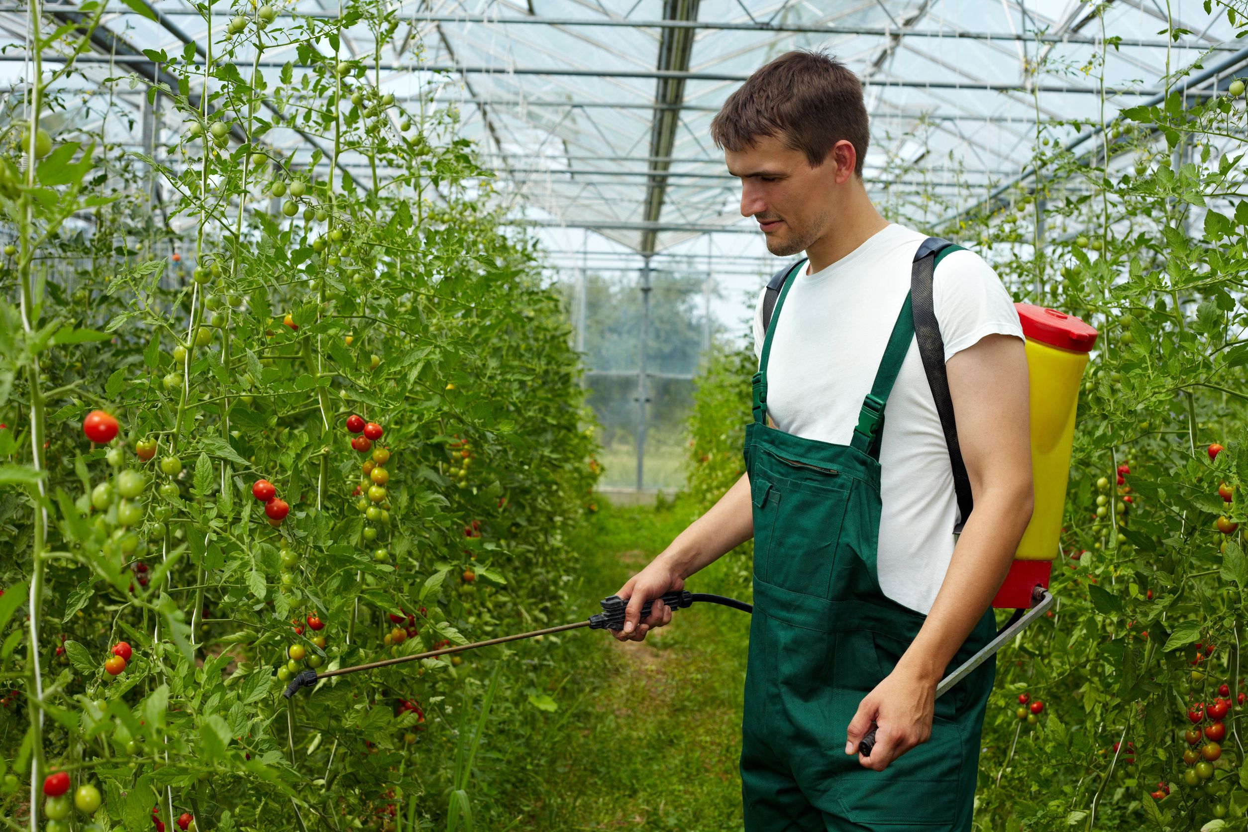 Pest Control In Longmont, CO Can Save Your Lawn