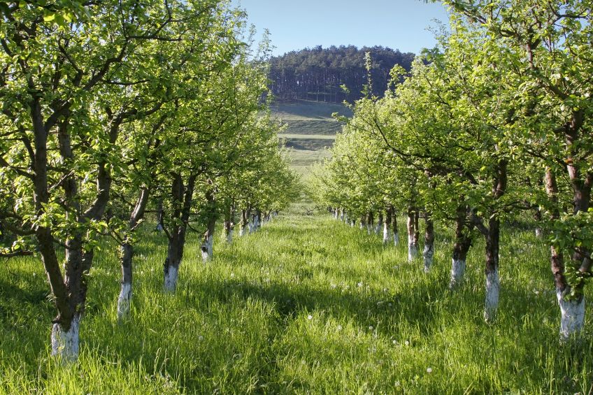 A Brief Guide for Tree Care in Spokane, WA