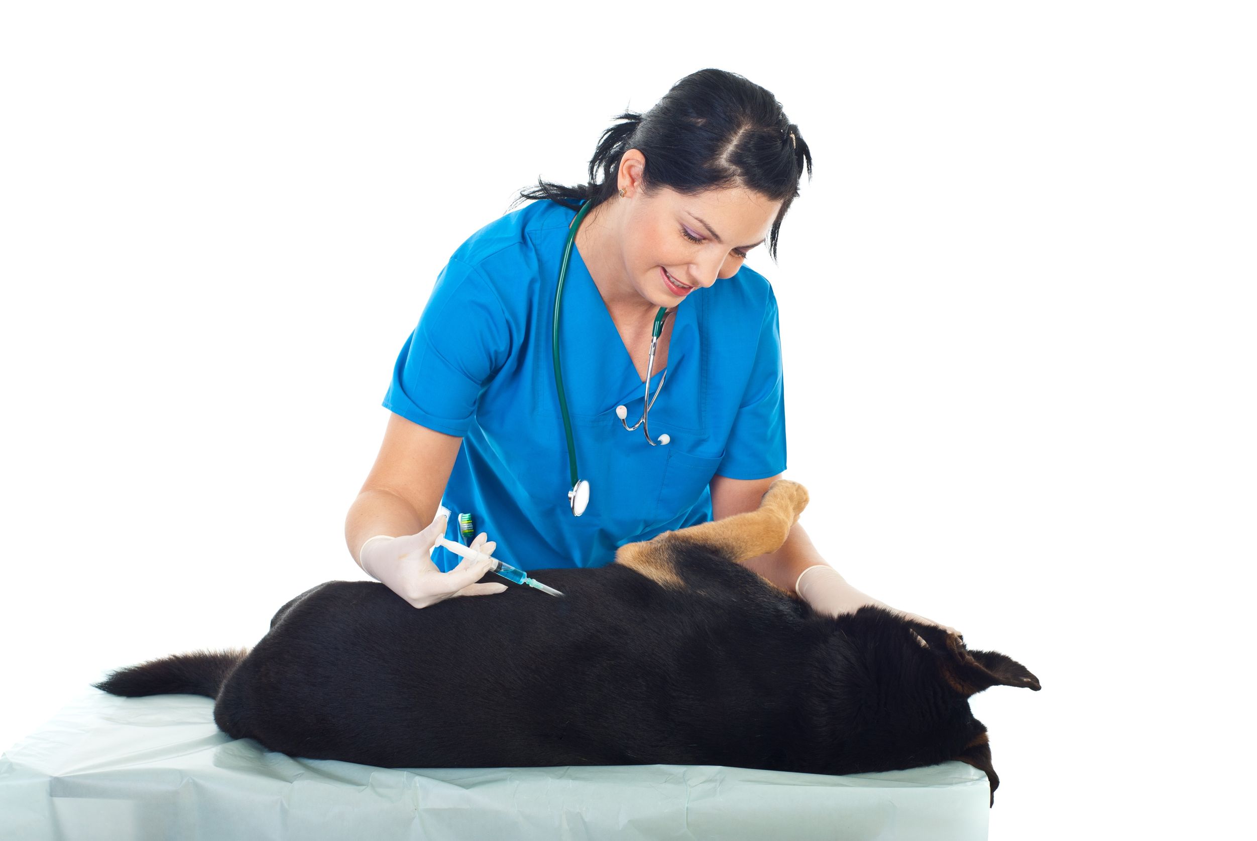 Local Veterinary Hospitals in Timonium, MD Offer Innovative Therapies