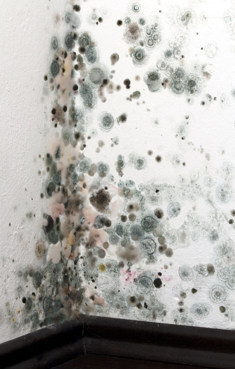 Why Mildew Removal in Escondido Needs to Be Quick and Comprehensive