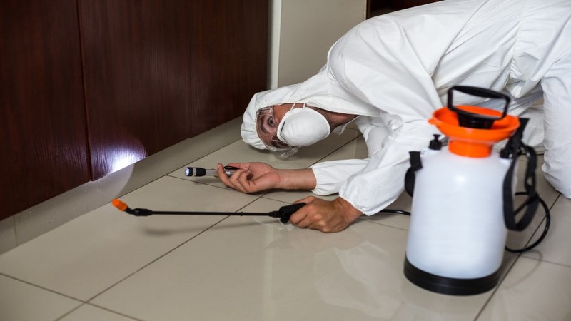 The Top Reasons You Should Hire Pest Control in Baltimore, MD