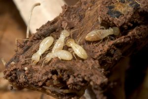 Protect Your Home With Termite Inspection And Prevention in Naples FL