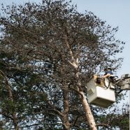 Signs You Need a Tree Removal Service in Smyrna, GA