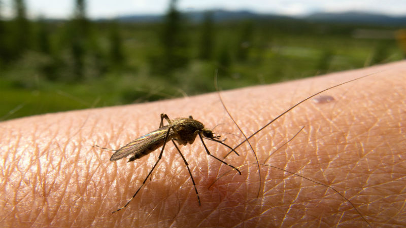 How Can You Benefit From Mosquito Treatment in Greenville, SC?