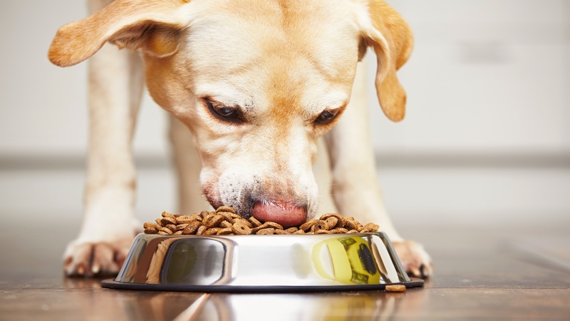 Find Quality Pet Food Supplies in Singapore