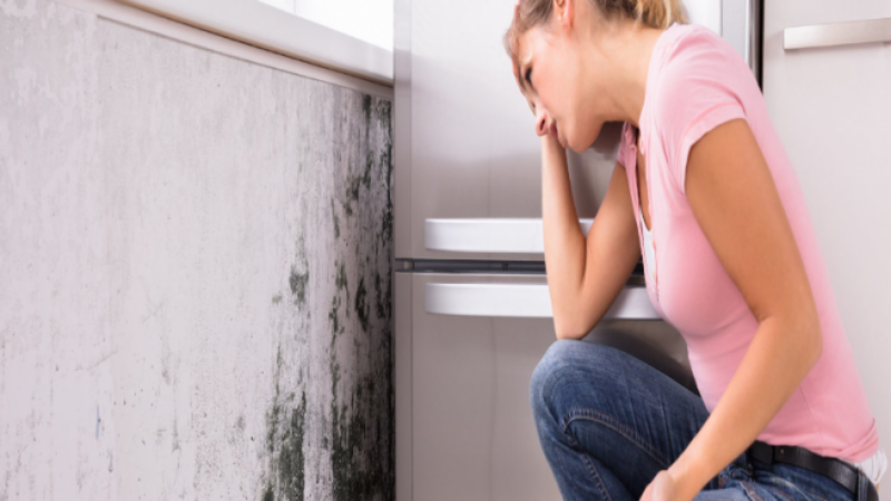 The Importance Of Mold Removal In Hendersonville, NC