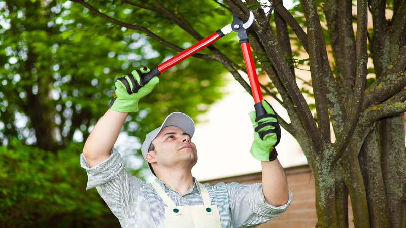 A Professional Guide to Tree Trimming in Atlanta, GA