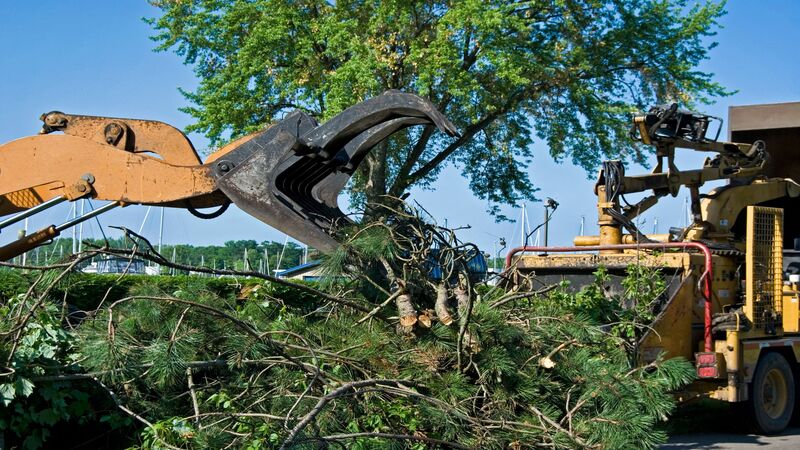 Keep Your Property Neat with a Tree Service in Orlando