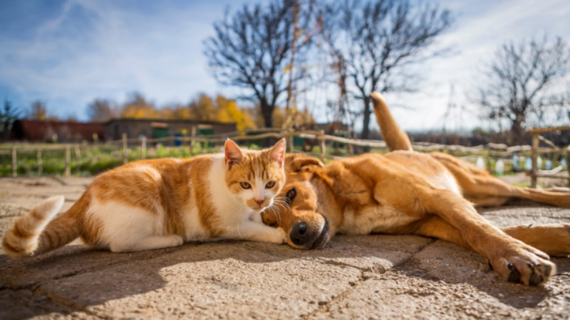 How Does Hiring an Expert Dog Poop Picker in Surprise, AZ Make a Difference?