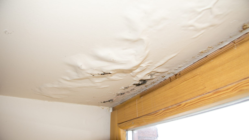 How Long Does Mold Restoration in Fort Collins, CO, Take?