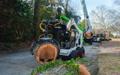 Why Tree Pruning in Griffin, GA, Is a Necessity